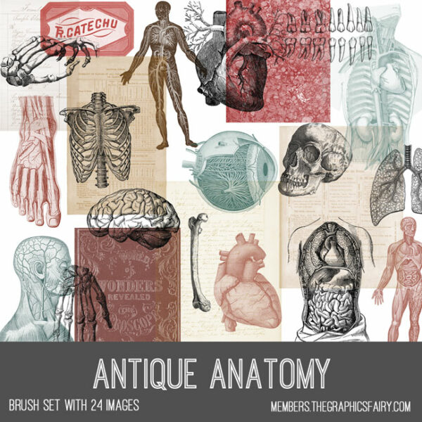 Antique Anatomy Ephemera Brush Set