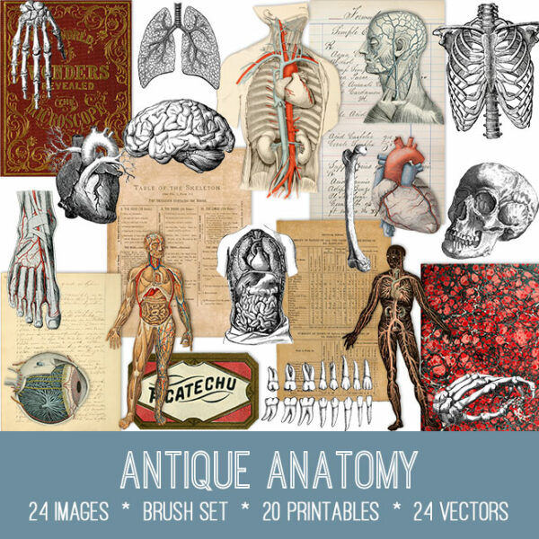 Antique Anatomy Ephemera vintage images