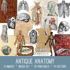 Antique Anatomy ephemera bundle