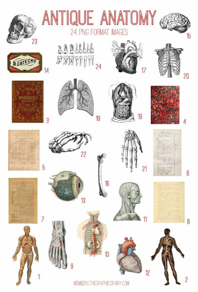 Antique Anatomy ephemera digital image bundle