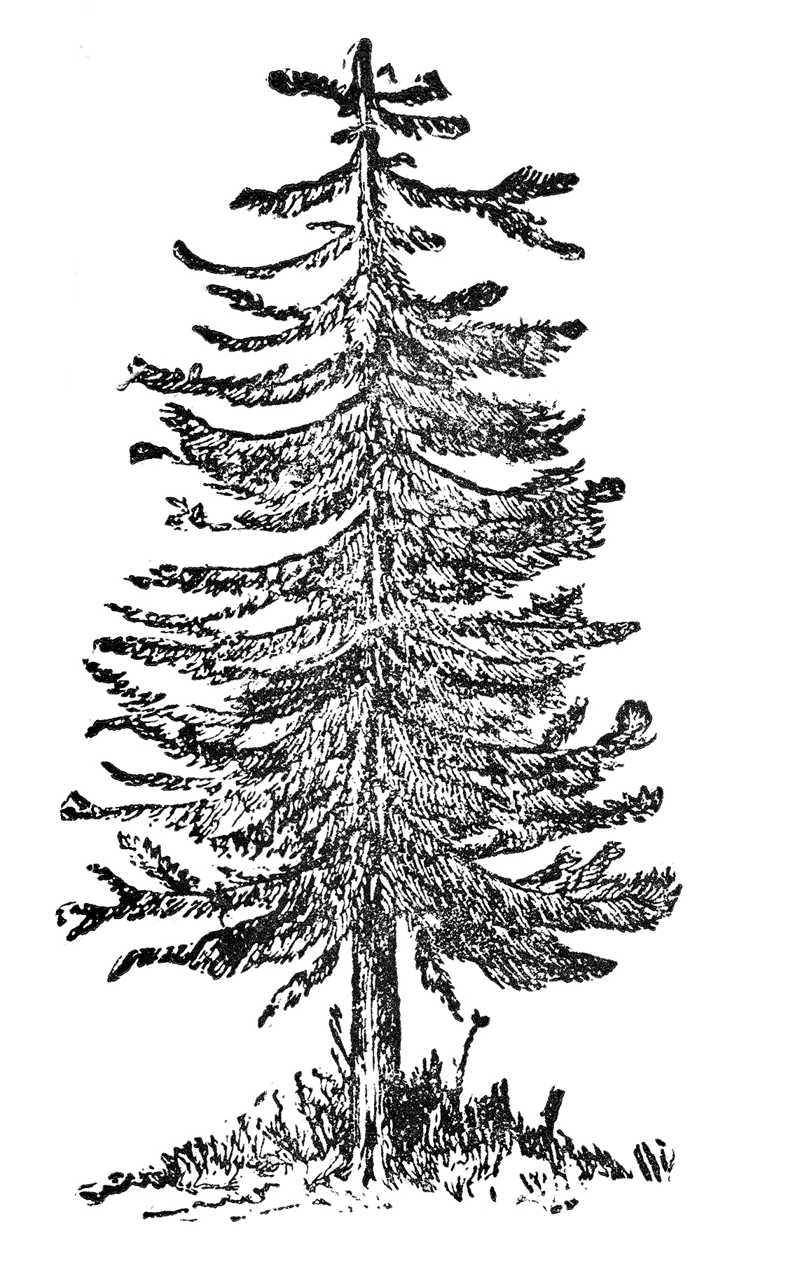 pine tree clipart black and white