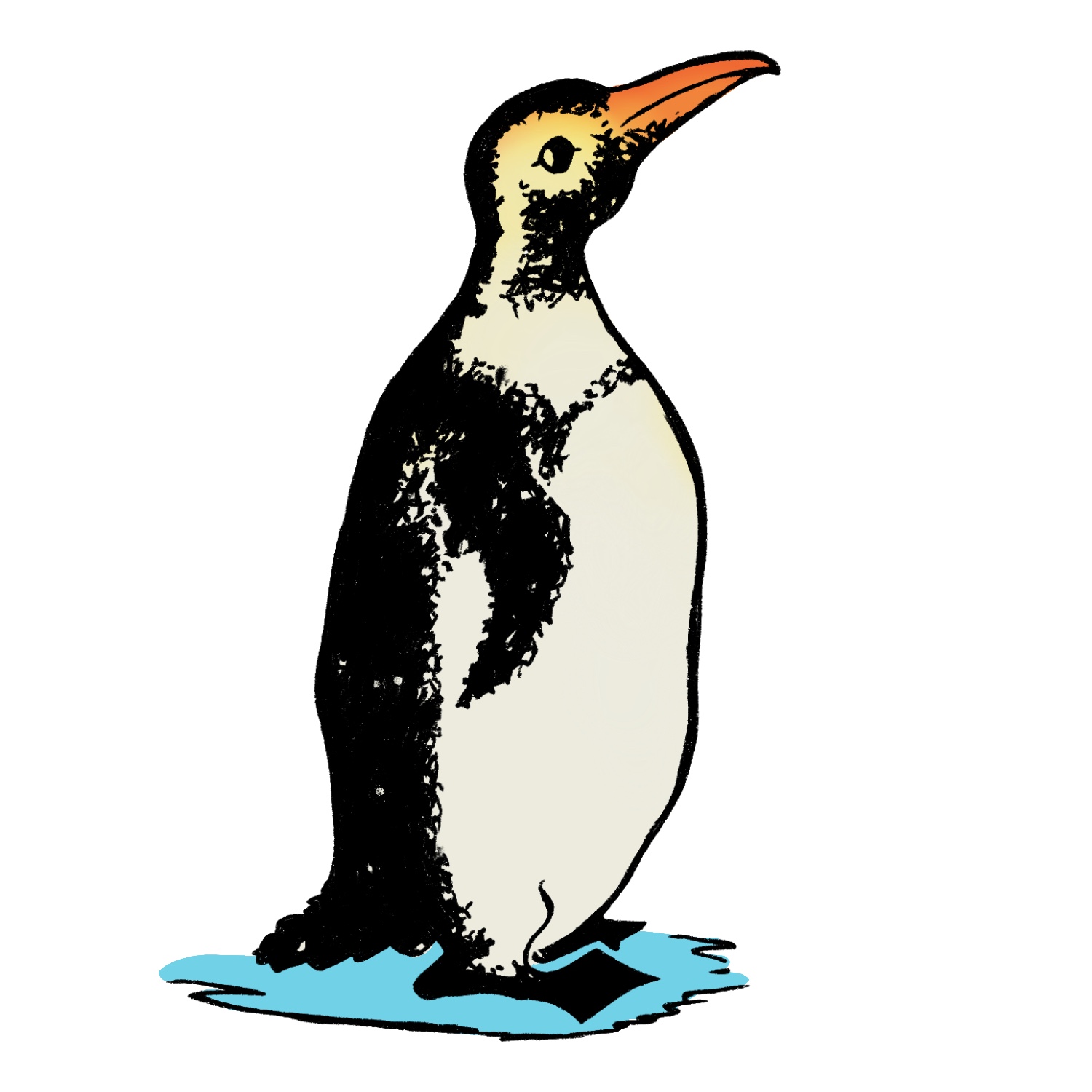 Pencil Drawing Of A Cute Penguin Bird Outline Sketch Vector, Realistic Penguin  Drawing, Realistic Penguin Outline, Realistic Penguin Sketch PNG and Vector  with Transparent Background for Free Download