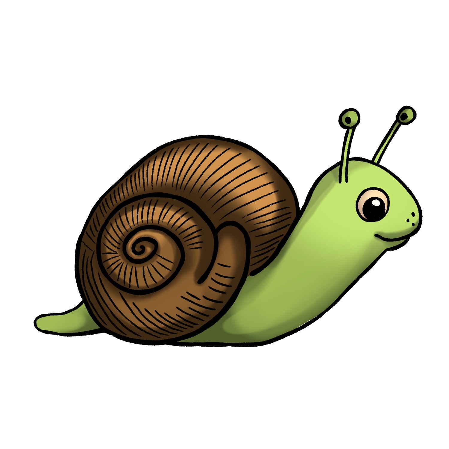 Premium Vector | Pencil drawing realistic snail naturalistic illustration