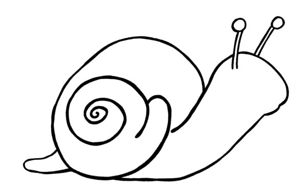 Snail Drawing {5 Easy Steps}! - The Graphics Fairy