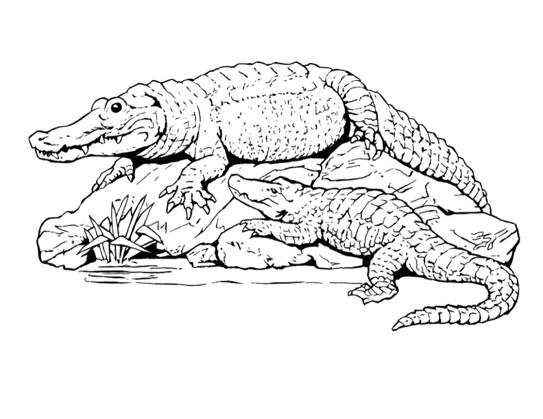 coloring pages of alligators