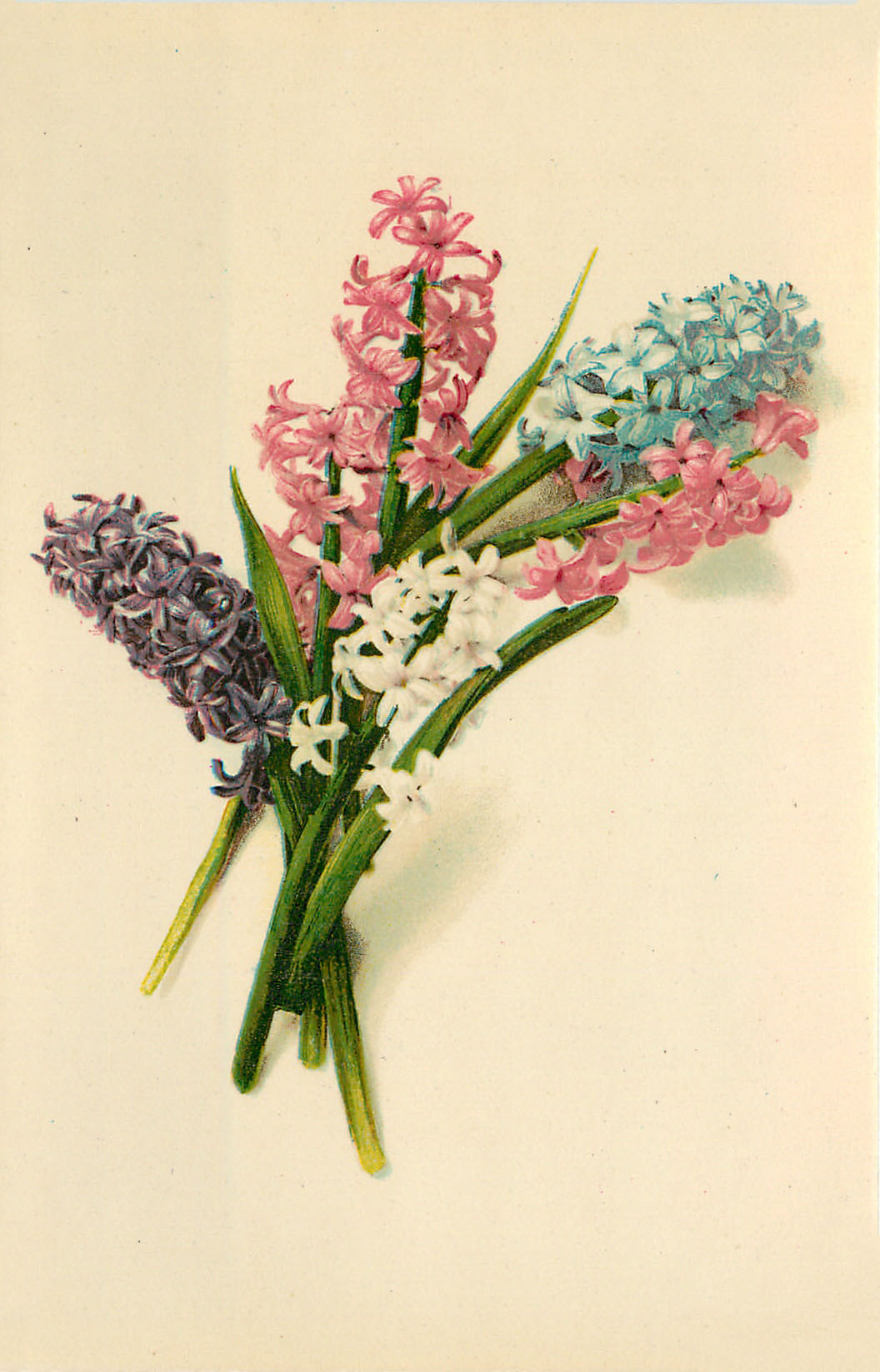 Bouquet of Hyacinth