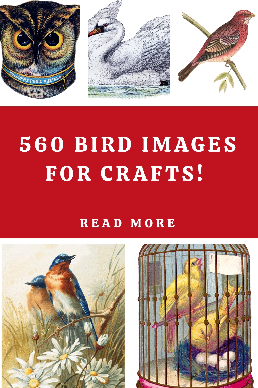 Bird Images for Crafts