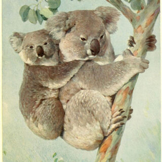 Koala Bear with Baby