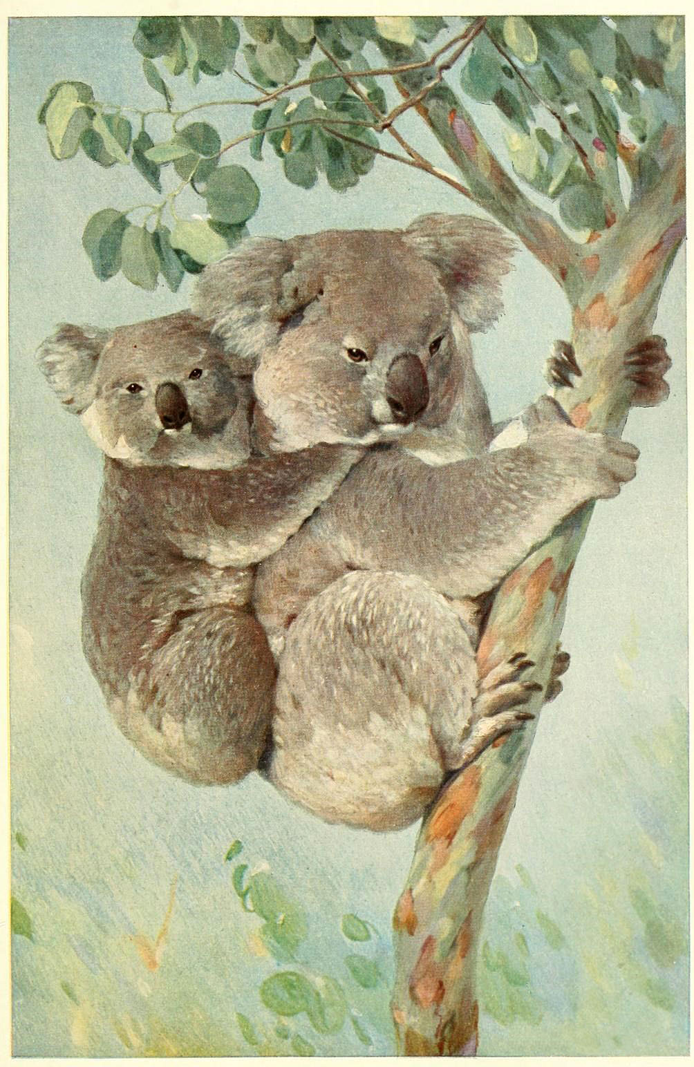 Beautiful Animal Style Art Pieces Cute Koala Drawing Stock