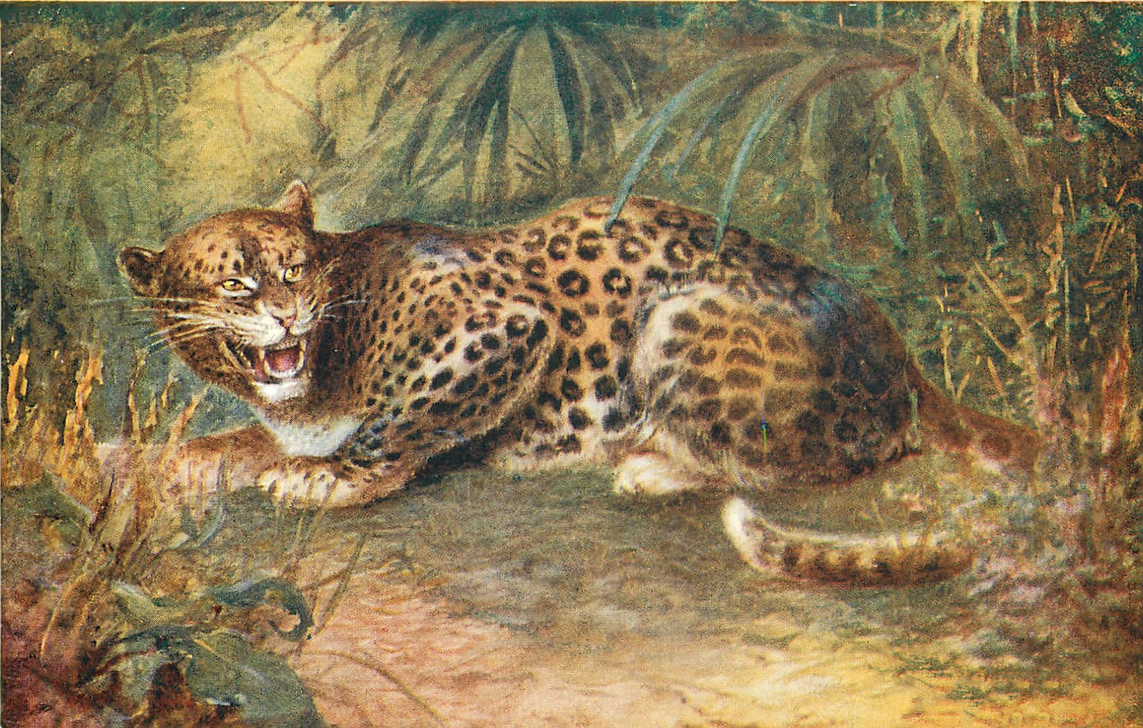 Jaguar, Leopard Watercolor Free Stock Photo - Public Domain Pictures