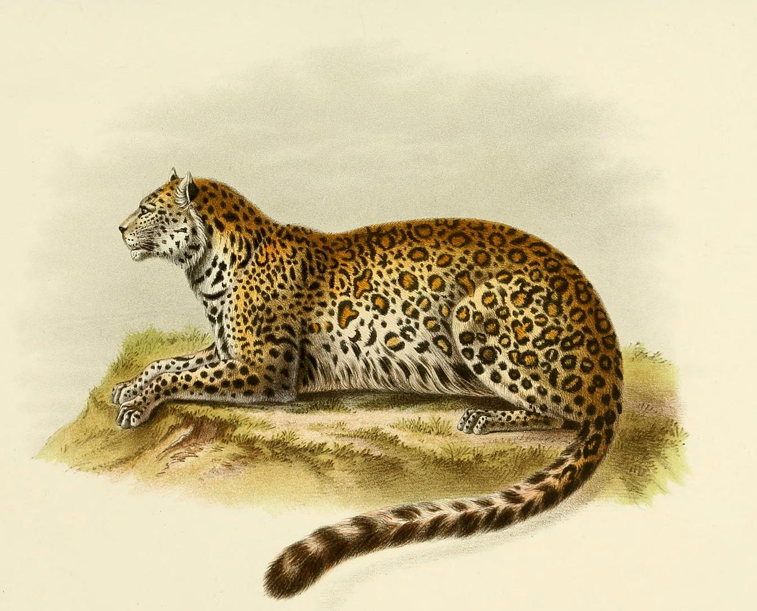 Jaguar, Leopard Watercolor Free Stock Photo - Public Domain Pictures