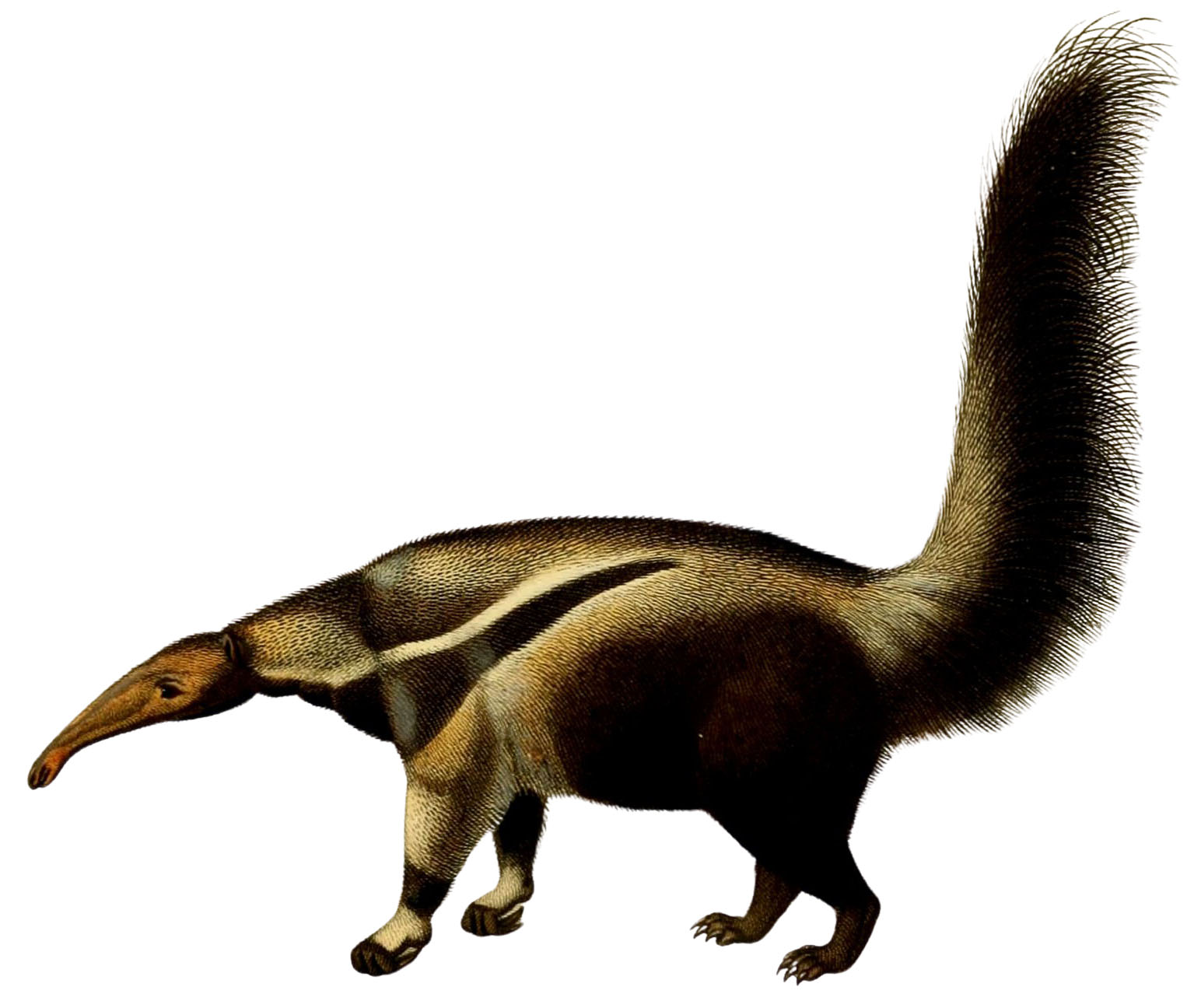 clipart of an anteater