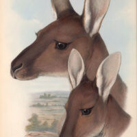 Kangaroo faces