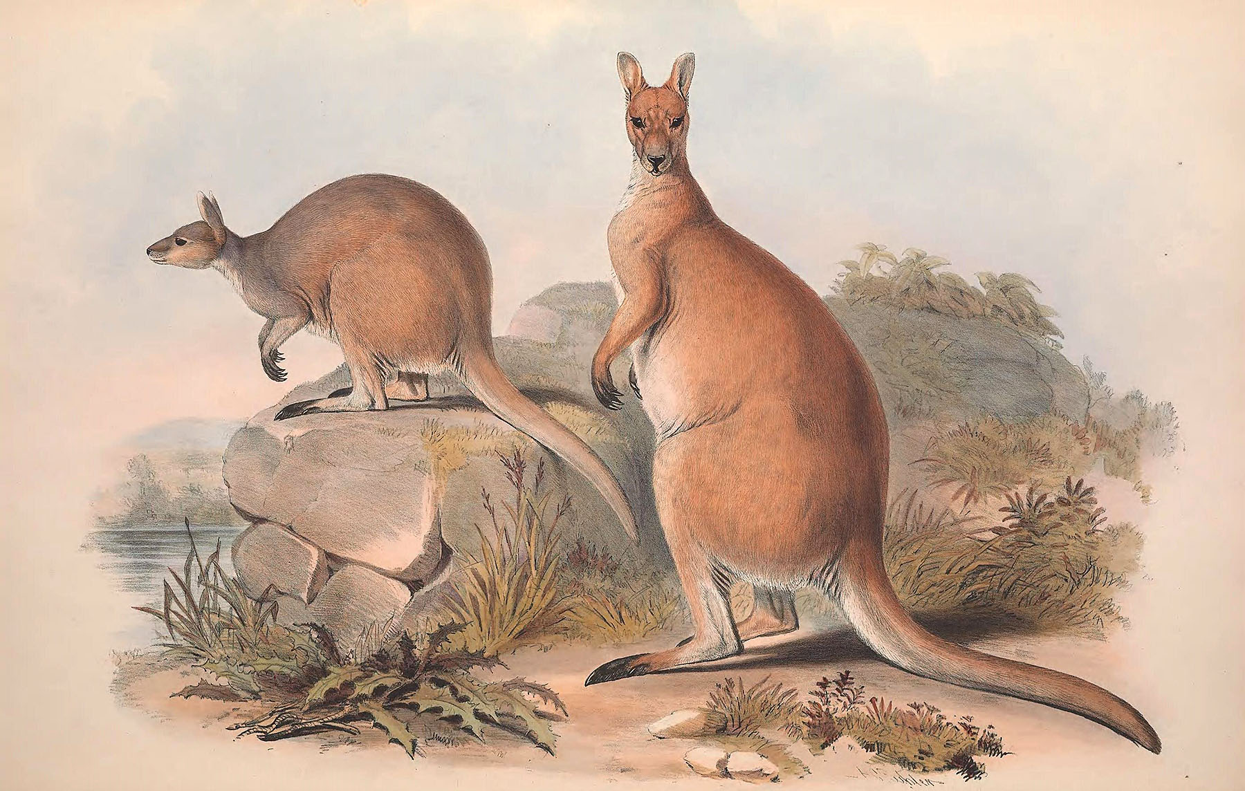 Hopping Through History: Kangaroos in Drawings and Paintings