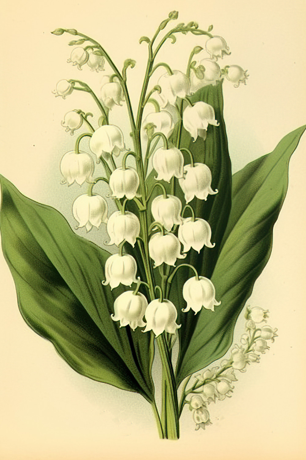 Picture of Lily of the Valley Flowers