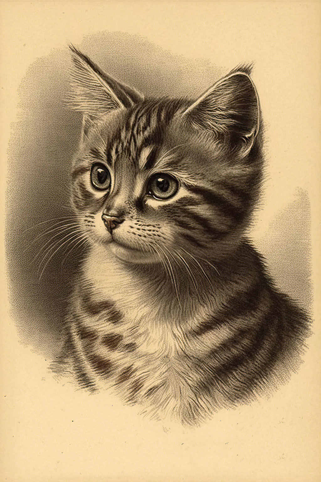 Tabby Kitten Image