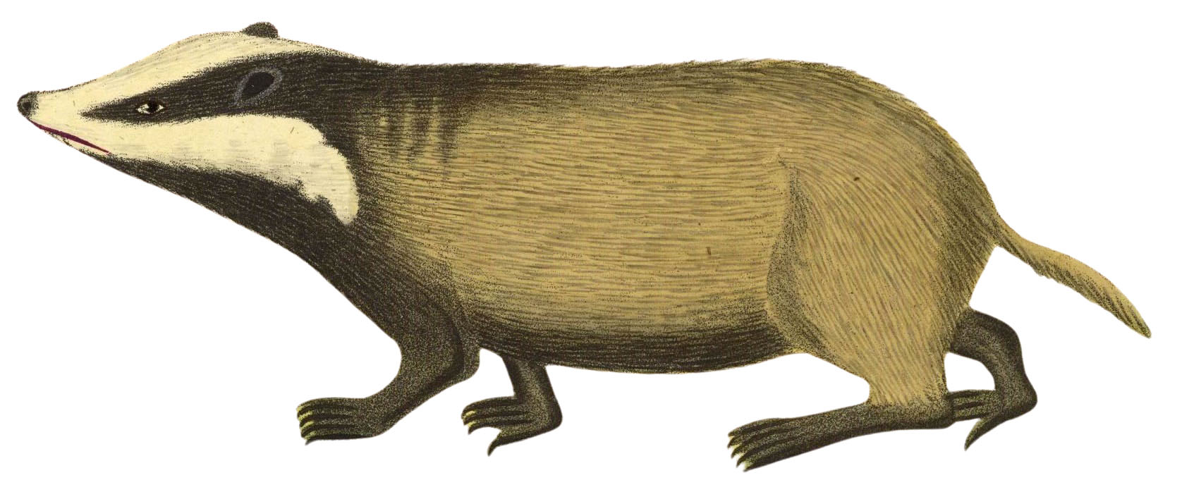 Natural History Badger Image
