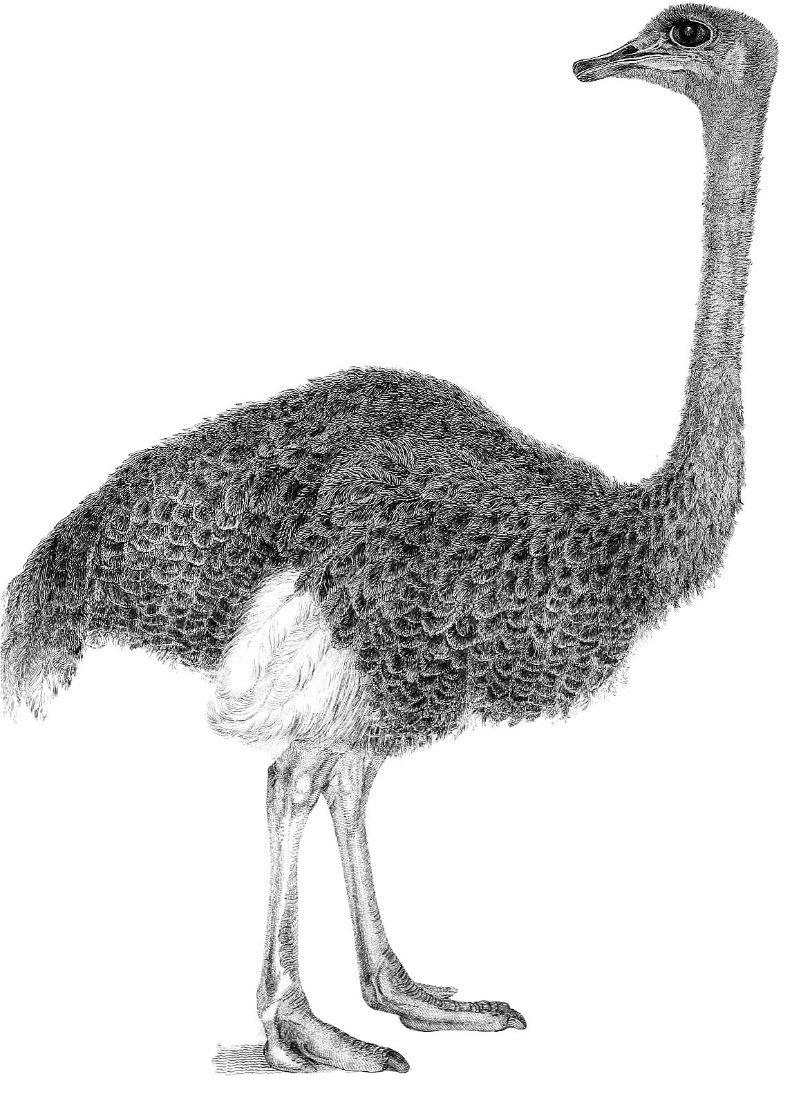 ostrich clip art black and white