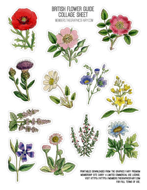 British Flower Guide printable collage sheet
