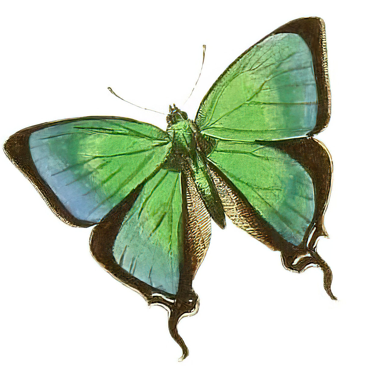 Green Black Butterfly
