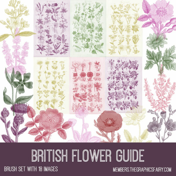 vintage British Flower Guide ephemera brush set