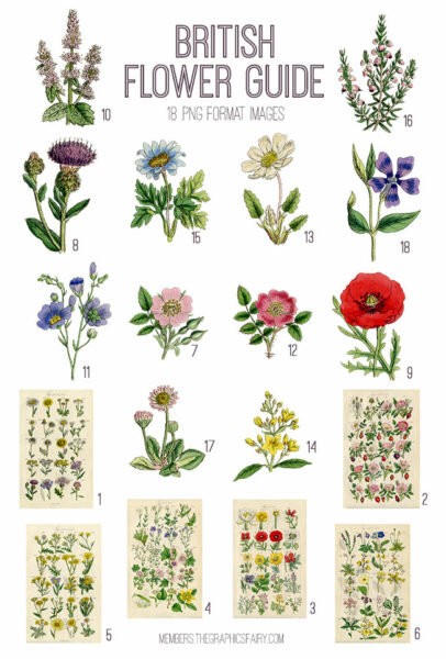 vintage British Flower Guide ephemera digital image bundle