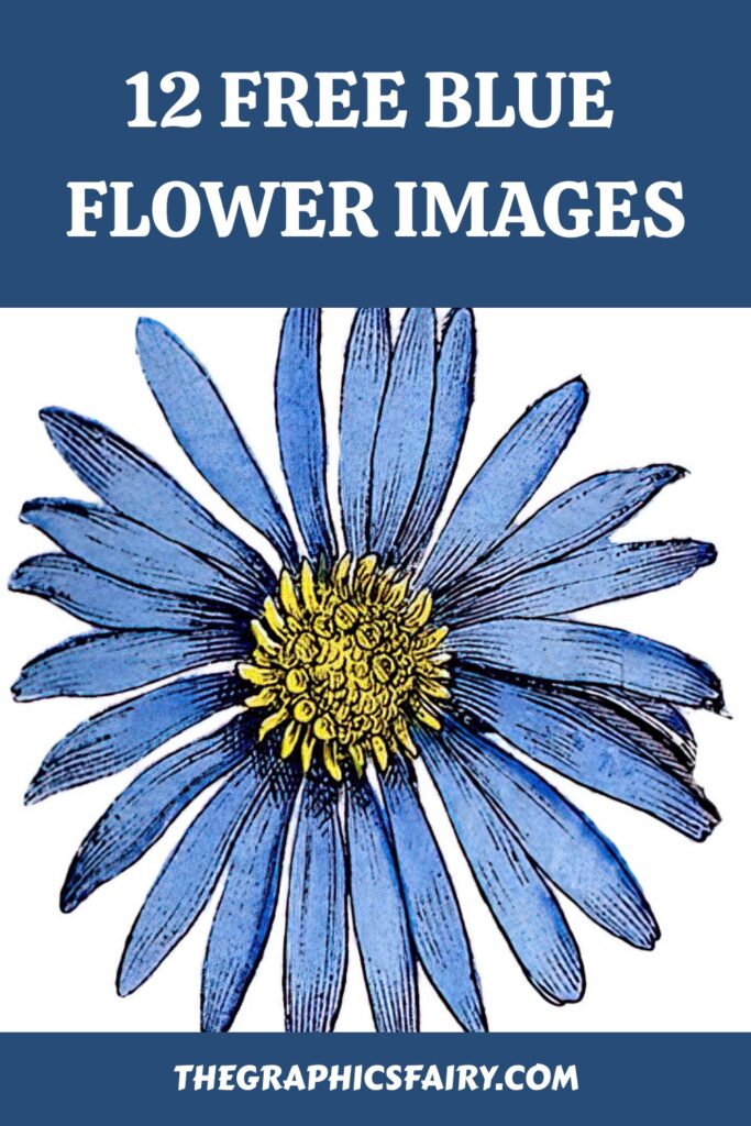 Free Blue Flower Images