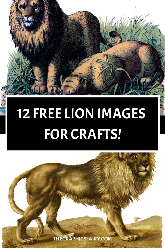 Lion Pictures for Crafts Pin