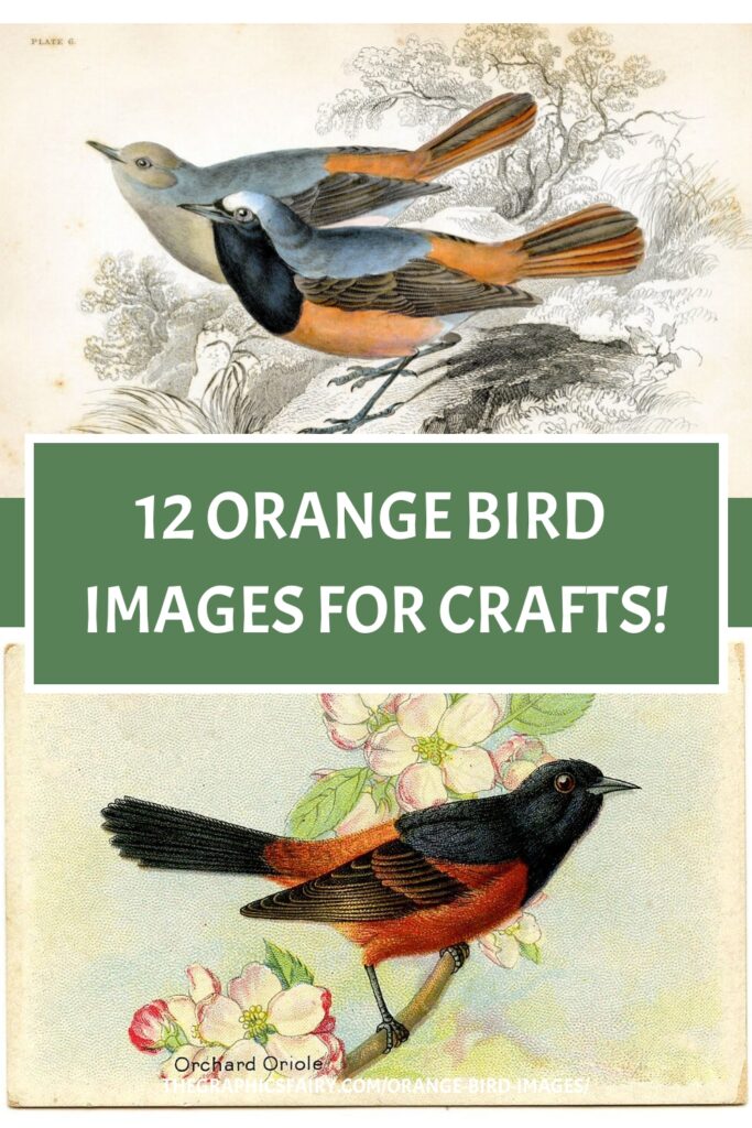 Orange Birds for Crafts