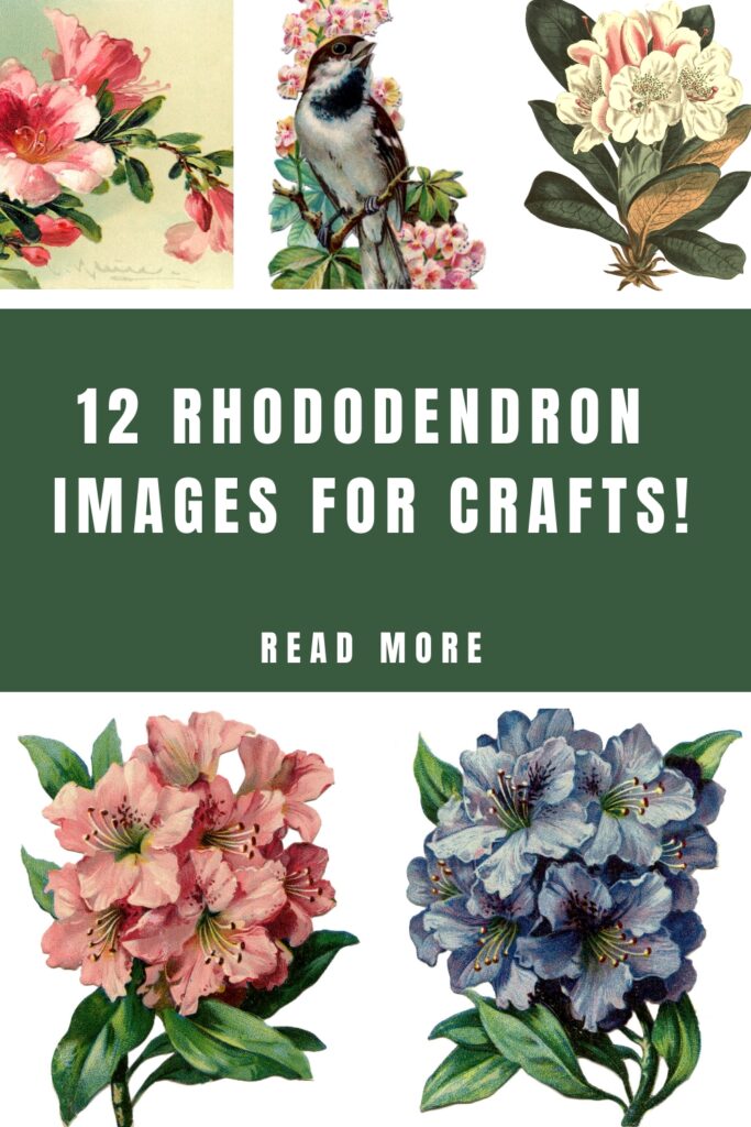 Rhododendron Pictures for Crafts