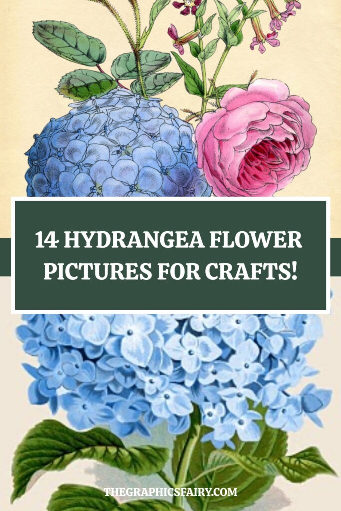 Hydrangea Flower Pictures for Crafts