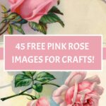 45 Pink Roses Pin Image