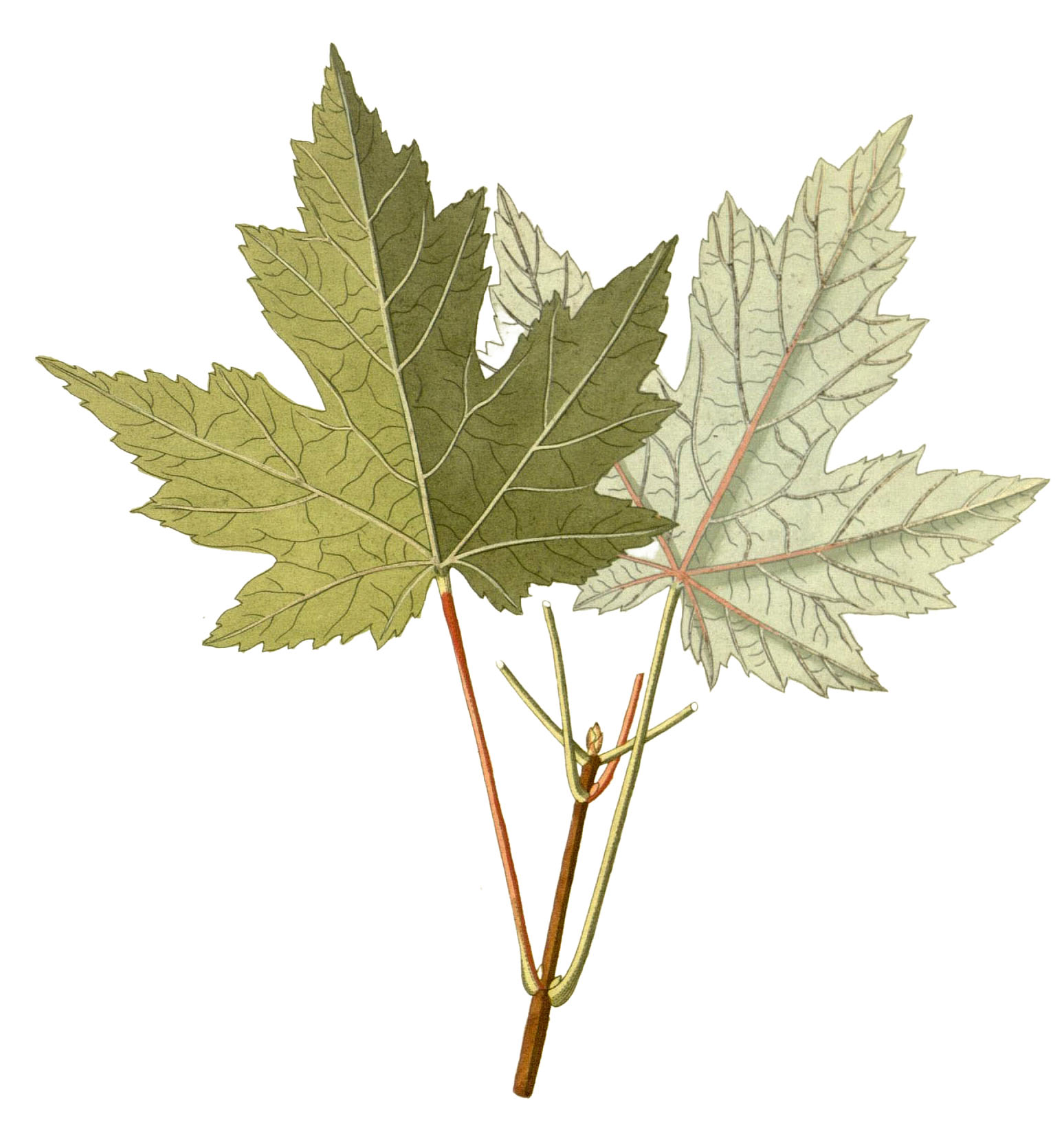 42 Maple leaf clipart - Graphics Factory