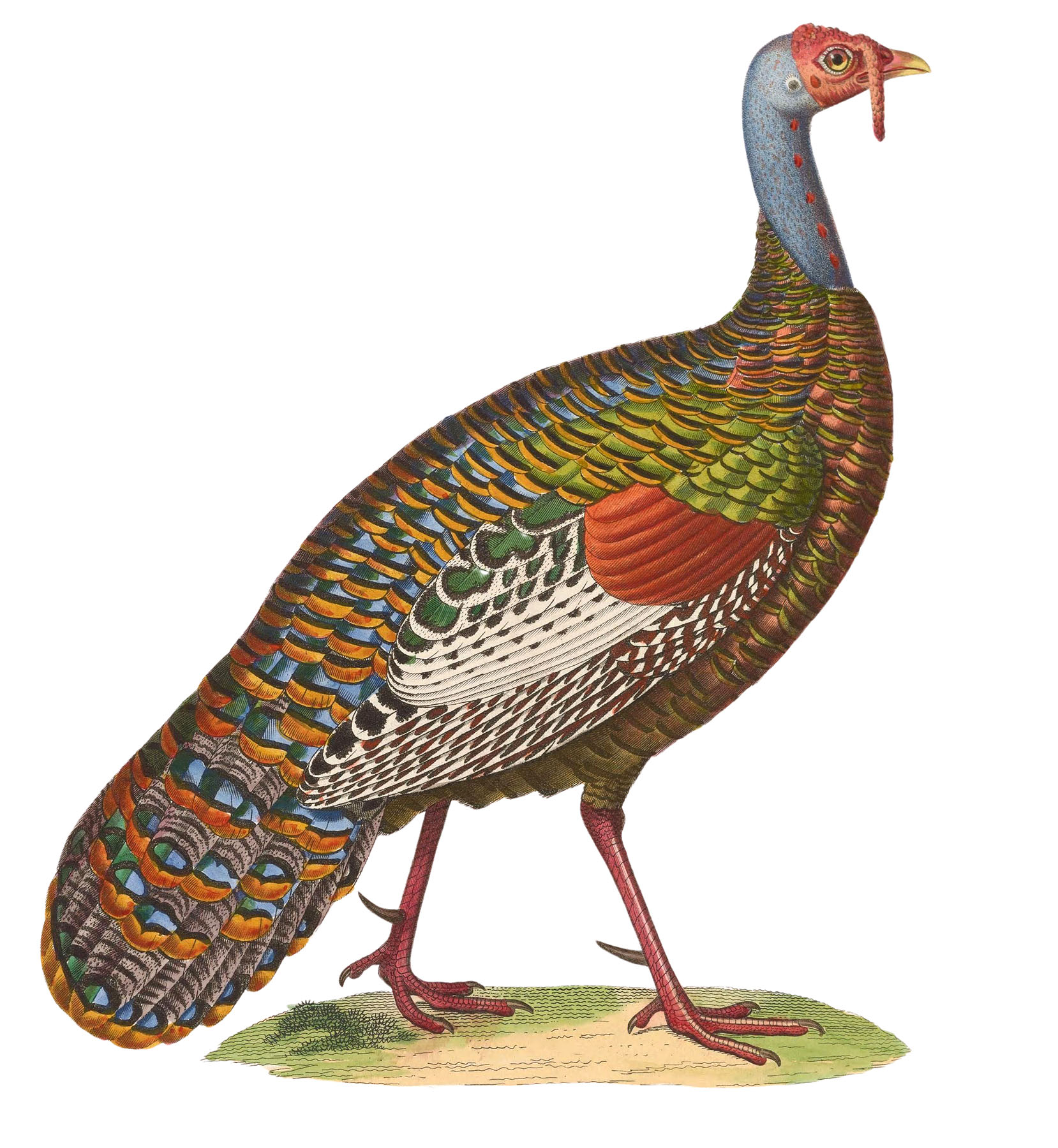 Colorful Turkey Bird