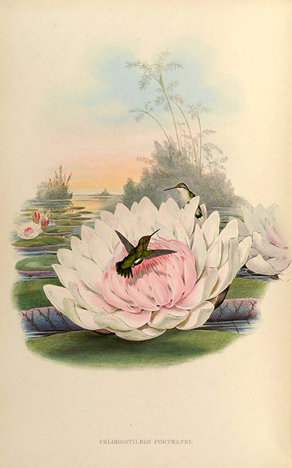 Lilypad with Hummingbird