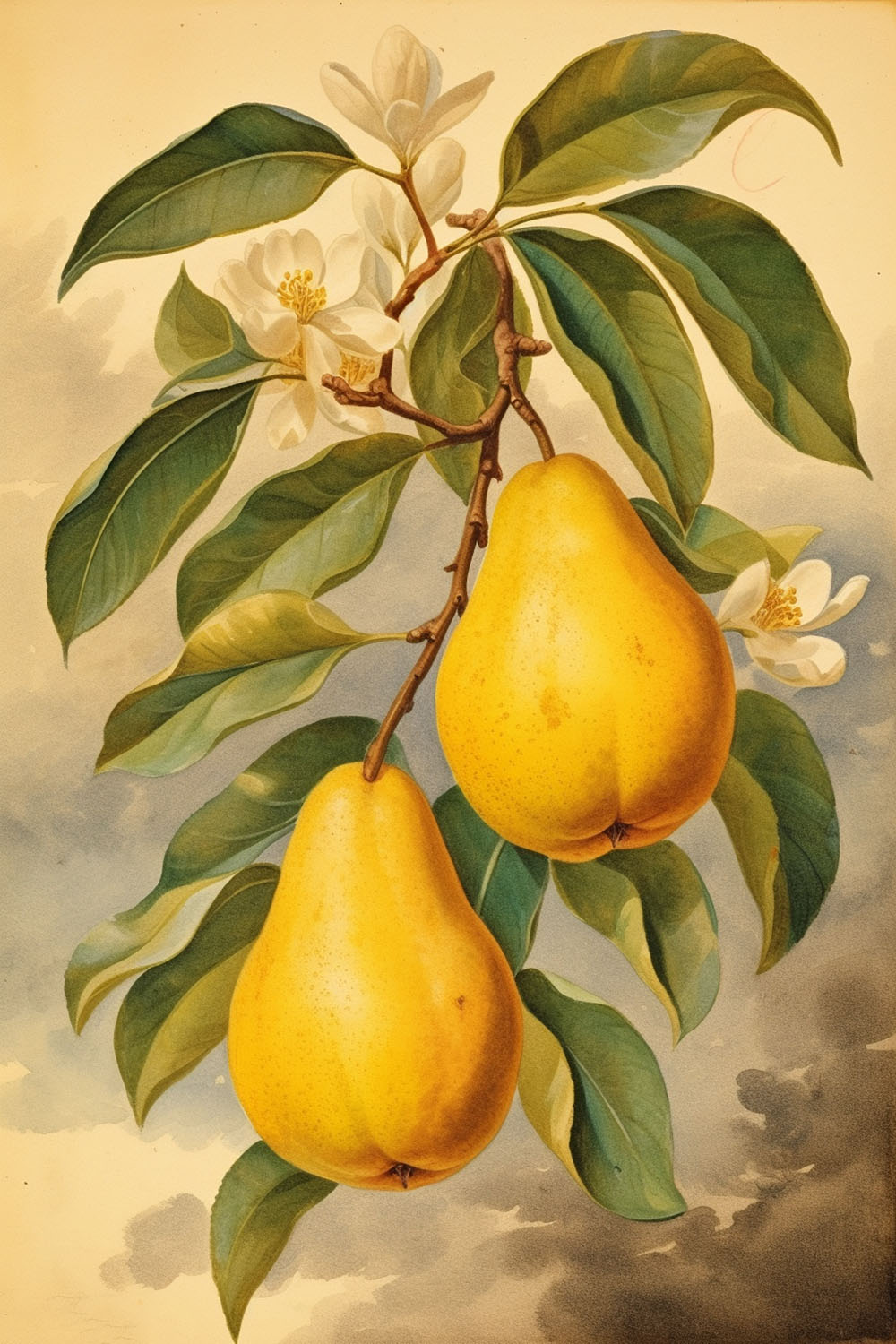 https://thegraphicsfairy.com/wp-content/uploads/2023/08/Yellow-Pears-NV-GraphicsFairy.jpg