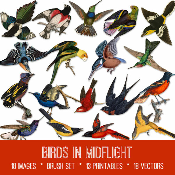 Birds in Midflight ephemera vintage images