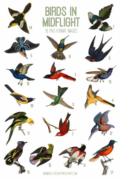 vintage Birds in Midflight ephemera digital image bundle
