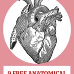 Free Anatomical Heart Images Pin