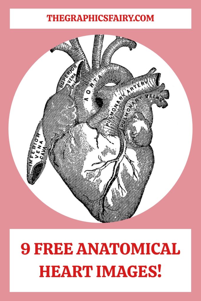 Free Anatomical Heart Images Pin