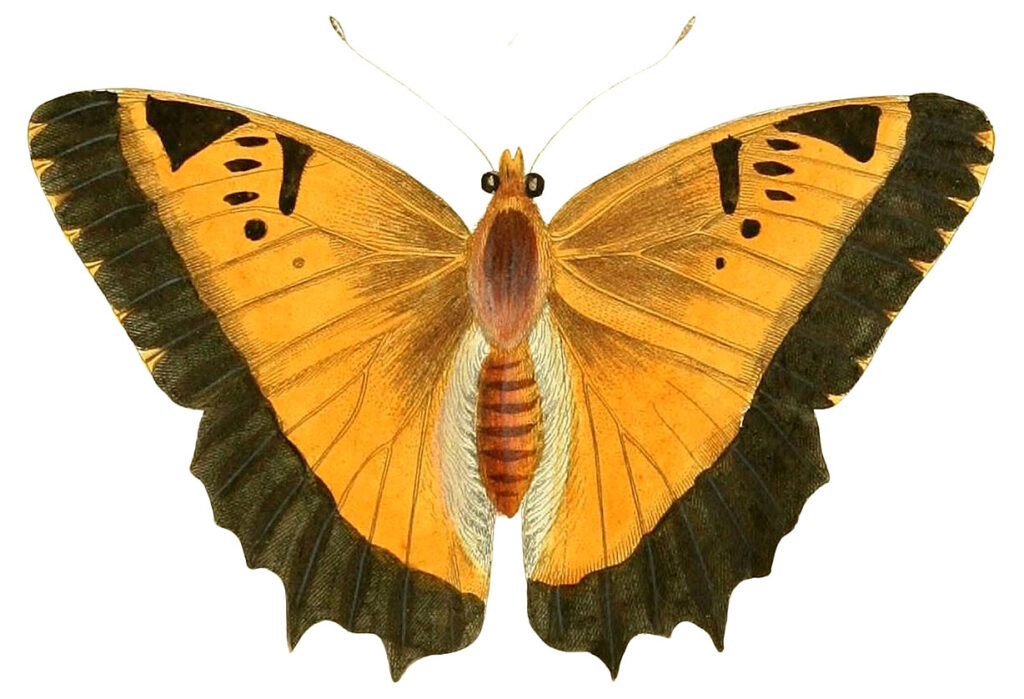 8 Yellow, Brown and Tan Butterfly Pictures! - The Graphics Fairy