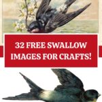 Bird images for Crafts Pin