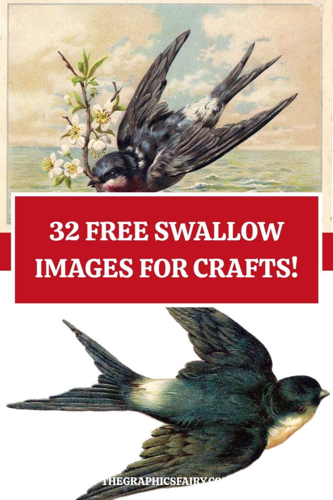 Bird images for Crafts Pin