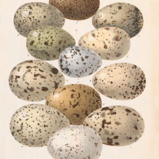 Speckled Eggs Collection