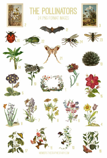 vintage The Pollinators ephemera digital image bundle