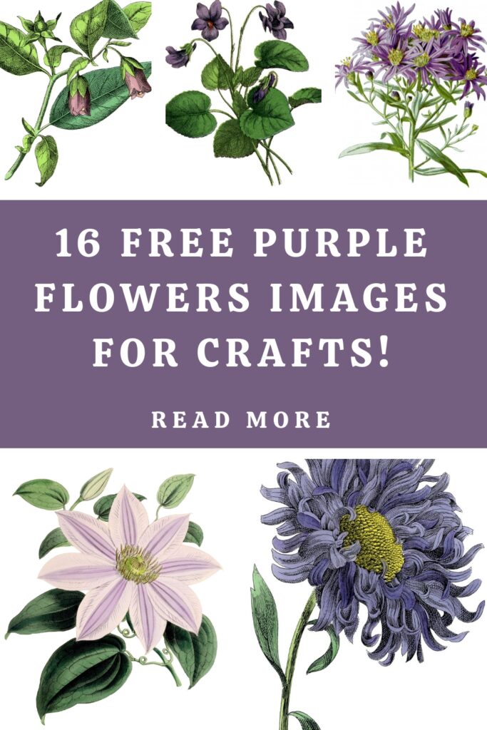 Free Purple Flower Images for Crafts