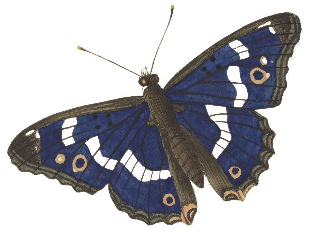 11 Blue Butterfly Images! - The Graphics Fairy