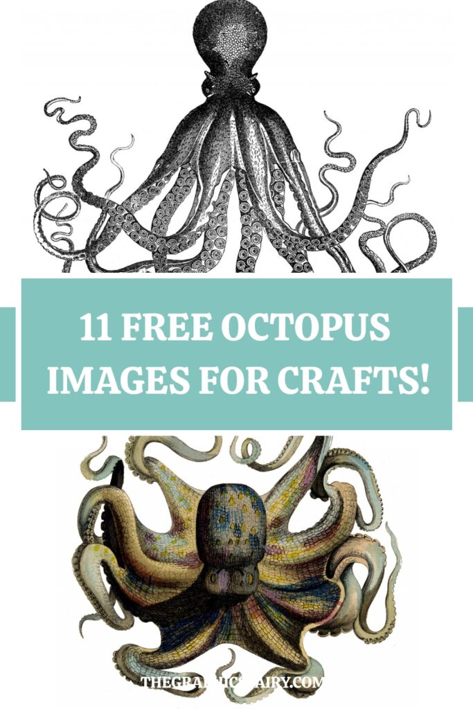 Octopus images for Crafts