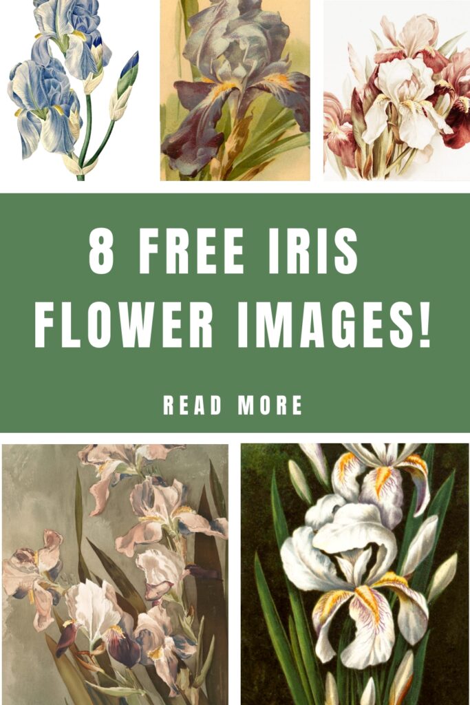 Free Iris Flower Pictures