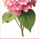 Free Flower Graphics for Crafts Pin